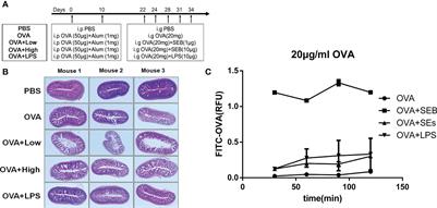 Oral exposure to Staphylococcus aureus enterotoxin B could promote the Ovalbumin-induced food allergy by enhancing the activation of DCs and T cells